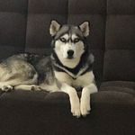 Nancy Husky Dog - @nancy_husky_dog - Instagram