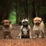 Marsha,Nancy&Scrumpy💓🐾 - @marsha_nancy_imperial_shihtzu - Instagram