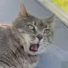nancyippolito381 - @nancyippolito3816 - TikTok