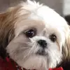 nancyippolito6 - @nancyippolito6 - TikTok