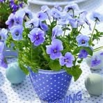 Nancy Irving - Facebook