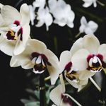 Nancy Jacinto - @nancy.jacintoo - Instagram