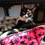 Nancy Janda - @yagga_gryphoncat - Instagram