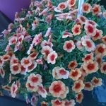 Nancy Janik - @janiknancy - Instagram