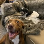 Nancy Kersey - @homedognancy - Instagram