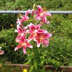 Nancy Kinslow - Facebook