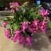 Nancy Kozick - Facebook