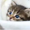 user1070750848568 - @nancyko84 - TikTok