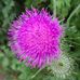 Nancy Kosek - Facebook