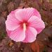 Nancy Kreider - Facebook
