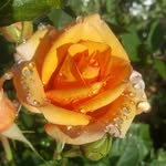 Nancy Roll Krout - @knanc24 - Instagram