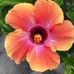 Nancy Kunkle - Facebook