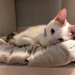 Nancy Kwon - @nancykwon72 - Instagram