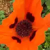 nancykyle73 - @nancykyle73 - TikTok