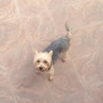 Nancy Laing Dog - @nancy_laing_dog - Instagram