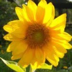 Nancy Lakey Jackson - @busybee3833 - Instagram