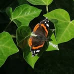 Nancy Lisch - Facebook