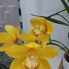 Nancy Oleas - @nancy.oleas7 - TikTok