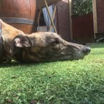RIP Nancy. Lilly ❤️ - @sillylillythegreyhound - Instagram