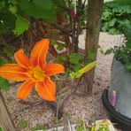 Nancy Lindley - Facebook