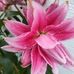 Nancy Livengood - Facebook
