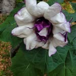 Nancy Lloyd - @nancybeescreations - Instagram