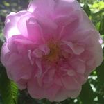 Nancy Longworth - @nancy.longworth.5245 - Instagram