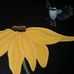 Nancy Loranger - Facebook