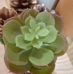 Nancy Macaulay - Facebook