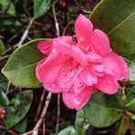 Nancy Macaulay - Facebook