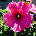 Nancy MacKinnon - @nancy.mackinnon.188 - Instagram