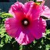 Nancy MacKinnon - Facebook