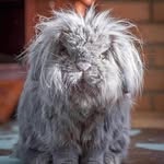 Nancy Madsen Clark - @mrs_dustbunny - Instagram