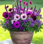 Nancy Maley - Facebook