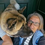 Nancy Marchant - @yukon_the_crazy_american_akita - Instagram