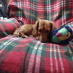 Nancy Markert - @nancypiano95610 - Instagram