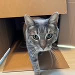 Nancy Mayberry - @sootsfosters - Instagram