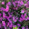 Nancy McCollum Higginbotham - @nancy.mccollum.hi - TikTok