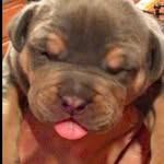 Nancy McCrum - @dogdazewithdozer - Instagram