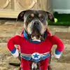 nancymccrum - @dogdazewithdozer - TikTok