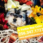 Nancy Mcdonald - @ayorkiebuycolor - Instagram