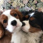 Nancy Piccolomini McEvoy - @mcevoyscarb - Instagram