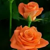 nancymcmahan95 - @orangygril17 - TikTok