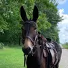 Nancy Mense - @nancy.mense - TikTok