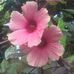 Nancy Menzi - Facebook