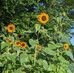 Nancy Halverson Merfeld - Facebook