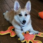 Nancy Merrell - @seashellnm - Instagram