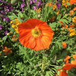 Nancy Meyer - @nancy.meyer.3158 - Instagram