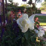 Nancy Milligan - @fnmilligan - Instagram