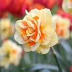 Nancy Mok - Facebook